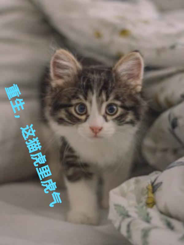 重生猫小说